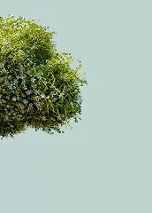 Image & Video Generation